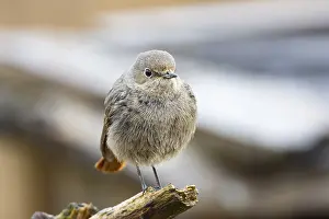 Redtail (Phoenicurus ochruros) Germany