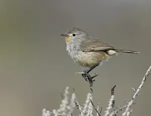 Redthroat (Pyrrholaemus brunneus)