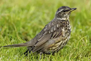 Redthrush, Turdus iliacus