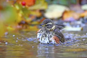 Redwing (Turdus iliacus) bathes in shallow water Hesse