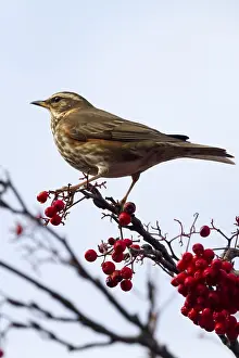 Redwing (Turdus iliacus) perched on a branch with red berrys