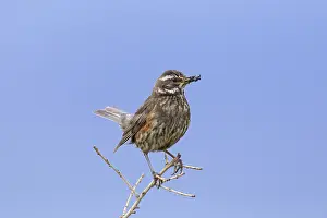 Redwing (Turdus iliacus) perched in tree with grubs in beak in summer
