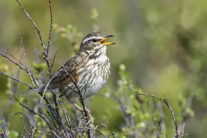 Category Scandinavia Prints: Redwing (Turdus iliacus) sings on bush