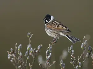 Reed bunting (Emberiza schoeniclus)