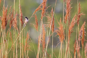 Reed bunting (Emberiza schoeniclus)