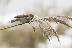 A reed bunting (Emberiza schoeniclus)