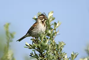 Reed bunting (Emberiza schoeniclus)
