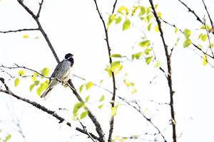 Reed bunting (Emberiza schoeniclus)