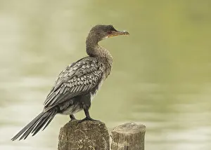 Reed Cormorant (Microcarbo africanus)