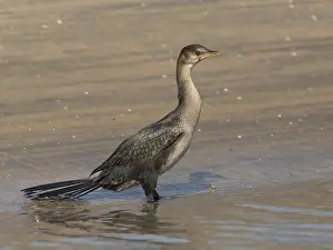 Reed Cormorant (Microcarbo africanus)