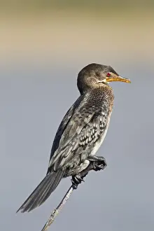 Reed cormorant (Microcarbo africanus)