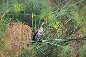 Reed Cormorant (Phalacrocorax africanus)