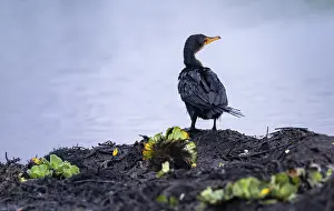 Reed Cormorant (Phalacrocorax africanus)