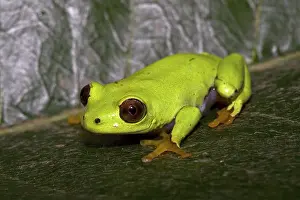 Reed Frog, Reed Frogs, Amphibians