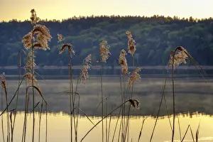 Reed in the morning sun at lake Tachinger See