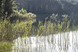 Reed (Phragmites australis) in the water