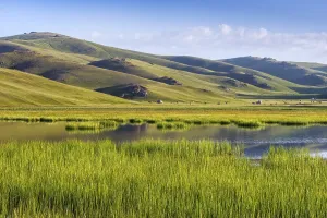 Reed on Song Kol Lake, Naryn province