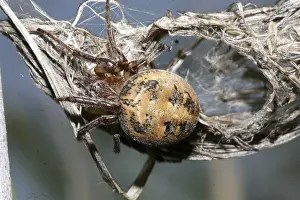 Reed spider (Larinioides cornutus)