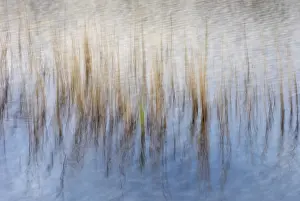 Framed Print : Reed stalks in water, abstract