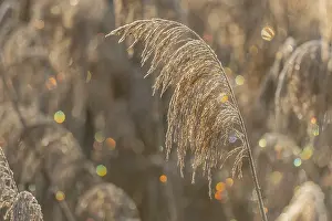 Reed-type plant stands in field