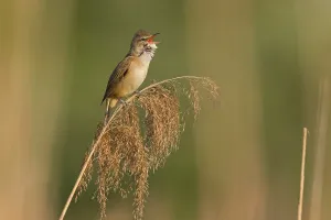 Reed warbler, (Acrocephalus arundinaceus)