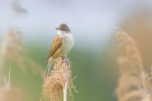 Reed warbler, (Acrocephalus arundinaceus)