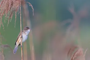 Reed warbler, (Acrocephalus arundinaceus)
