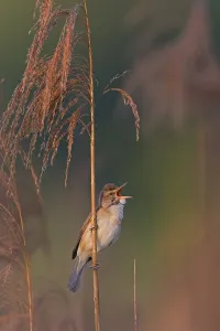 Reed warbler, (Acrocephalus arundinaceus)