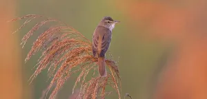 Reed warbler, (Acrocephalus arundinaceus)