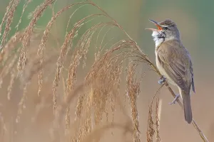 Reed warbler, (Acrocephalus arundinaceus)