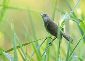 Reed warbler (Acrocephalus arundinaceus) on a reed stem