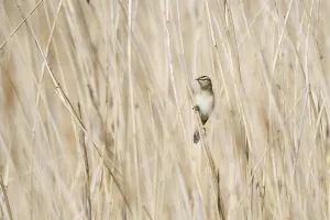 Reed Warbler (Acrocephalus schoenobaenus)