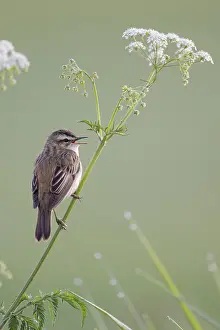 Reed Warbler, Acrocephalus schoenobaenus