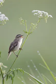 Reed Warbler, Acrocephalus schoenobaenus