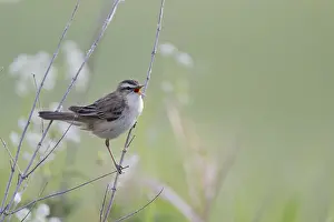 Reed Warbler, Acrocephalus schoenobaenus
