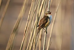 Reed warbler, (Acrocephalus schoenobaenus) singing in reeds