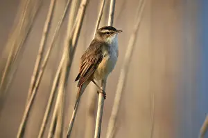 Reed warbler, (Acrocephalus schoenobaenus) singing in reeds