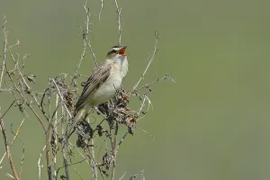Reed Warbler (Acrocephalus schoenobaenus) singing in a shrub