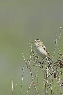 Reed Warbler (Acrocephalus schoenobaenus) singing in a shrub