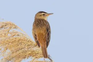 Reed Warbler (Acrocephalus schoenobaenus) sitting on a reed