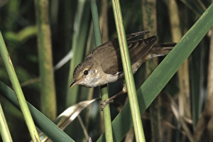 Reed warbler (Acrocephalus scirpaceus)