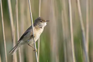 Reed warbler (Acrocephalus scirpaceus)
