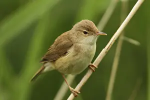 Reed Warbler, Acrocephalus scirpaceus