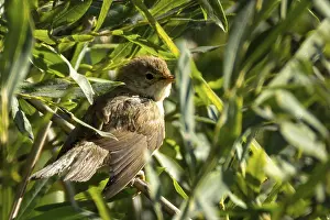 Reed warbler (Acrocephalus scirpaceus) is in a green bush