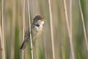 Reed warbler (Acrocephalus scirpaceus) Texel