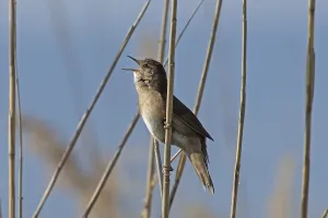 Reed warbler with open beak singing sitting on reed stalk looking left in front of blue sky