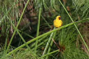 Reed weaver (Ploceus castanops)