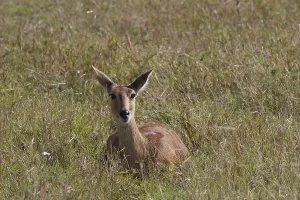 Reedbuck