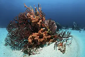 Reef block, coral reef, overgrown