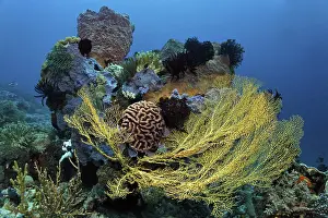 Reef block with sea fans, sponges and feather stars